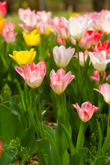 Pink tulip flowering close up.