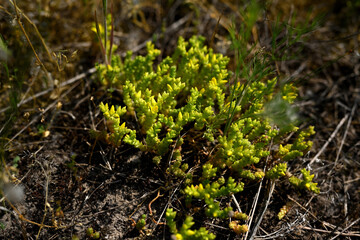 Yellowish greenish coculents on sandy soil. Succulent leaves of soculent in a summer meadow. Soculents on a sunny summer day. Large photo