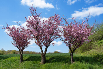 Fototapeta premium Japanische Zierkirsche, einHingucker im Frühling