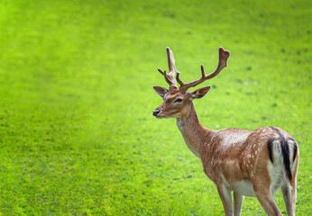 Obraz premium Fallow deer, Deer Damwild Reh, Hirsch 