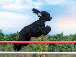 training of agility