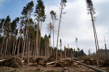 Deutscher Wald: Trockenheit, Borkenkäferplage, Stürme, Klimawandel sichtbar. - obrazy, fototapety, plakaty