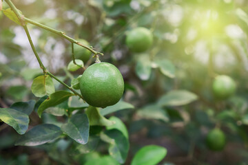 Green limes citrus fruit hanging on tree. Green limes are are excellent source of vitamin C. Close up and selective focus.