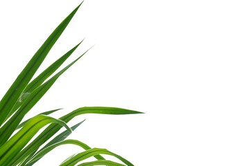 In selective focus Tropical tree with leaves on white isolated background for green foliage backdrop