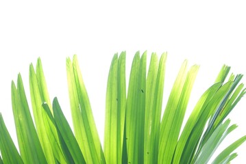Tropical palm leaves with morning light on white isolated background for green foliage backdrop