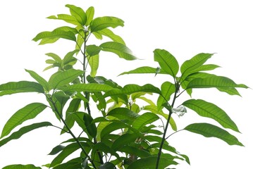 Tropical mango tree with leaves and branches on white isolated background for green foliage z