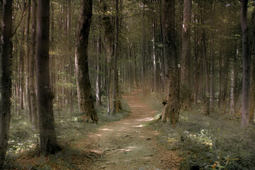 Dark forest at dawn - gloomy view, mysterious atmosphere, mysterious beautiful forest at sunrise, mystery, depression, fear and dark climate, a path in the middle