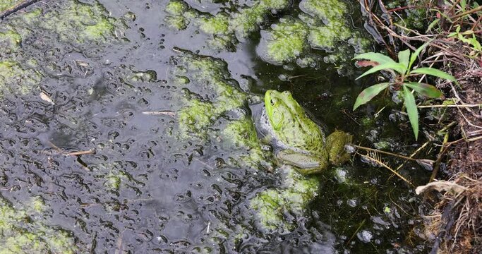 Big green frog or toad Texas coastal swamp. Aransas National Wildlife refuge, coastal south Texas. Wildlife protected for education, study and enjoyment. Natural swamp water
