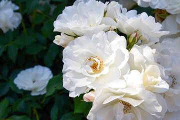 Fototapeta na wymiar white rose bush