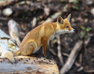 red fox
