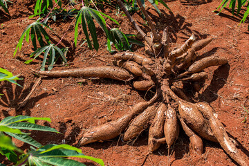 Cassava plantation on sunny day. Harvest
