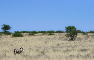 Gemsbok or South African Oryx in the Kgalagadi grass