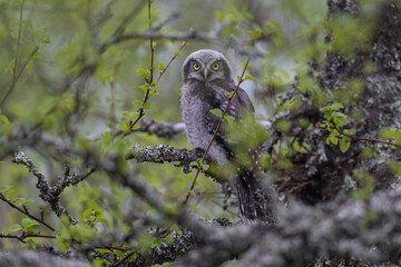 The Northern hawk owl (Surnia ulula)