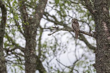 The Northern hawk owl (Surnia ulula)