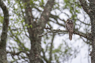 The Northern hawk owl (Surnia ulula)