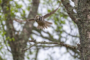 The Northern hawk owl (Surnia ulula)