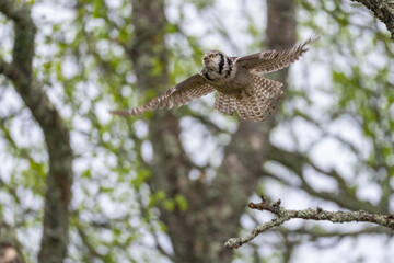 The Northern hawk owl (Surnia ulula)