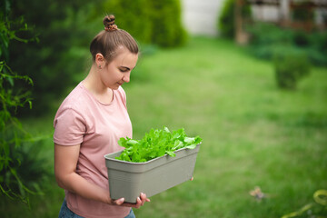 Girl gardener grows lettuce. A young girl with a smile holds a salad in her hands