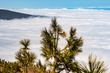 Fototapeta na wymiar Paisaje con pinos y nubes en la isla de Tenerife.
