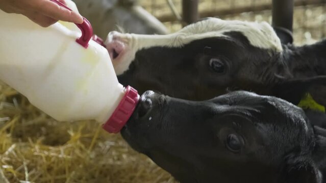 Feeding baby calf. A farmer gives to drink milk to calf cub by bottle to make it grow strong and robust healthy. A love for the calf and mostly vegan style.