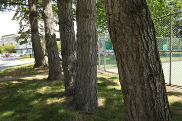 Obraz premium Tree Lines.