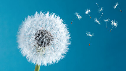 Macro nature. dandelion at sky background. Freedom to Wish. Dandelion silhouette fluffy flower....