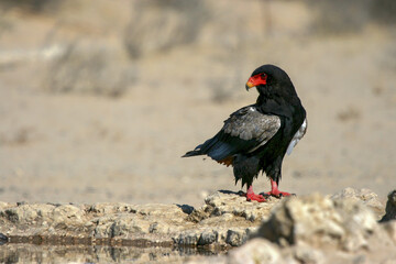 Adult Bateleur Eagle in the Kgalagadi