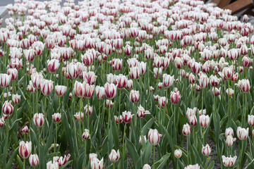 White tulips. Lots of tulips on the lawn. Ukraine