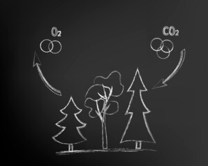 Illustration of trees releasing oxygen and absorbing carbon dioxide, O2 and CO2, environmental protection. Sketch, freehand drawing with white kotura chalk on a black board.