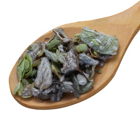 Origanum dictamnus, dittany of Crete tea on wooden spoon isolated on white background. Cretan dittany or hop marjoram is a medicinal tea growing wild only in Crete. It is a healing, therapeutic and