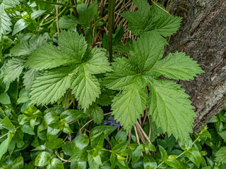 Hop leaves as background