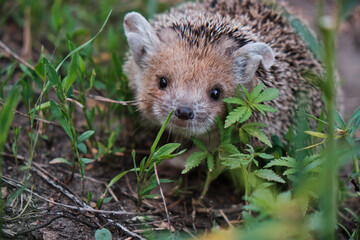 Young hedgehog in natural conditions in forest among grass.