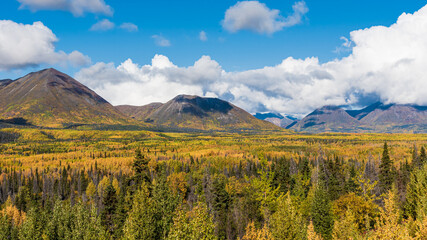 Natural landscape in northern Canada during autumn with yellow colors covering the boreal forest in...