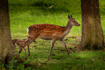 Naklejka na ściany i meble A red deer hind with his fawn