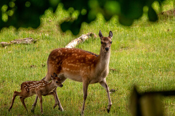 A red deer hind with his fawn