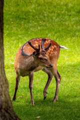A fallow deer on green meadow