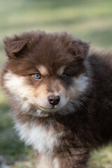 Portrait of a Finnish Lapphund dog and puppy