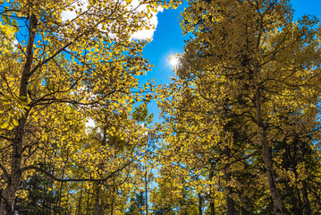 Fototapeta premium Fall in the boreal forest of Canada with yellow colored trees and blue sky background. Birch, spruce, pine trees. 