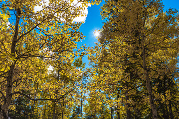 Fall in the boreal forest of Canada with yellow colored trees and blue sky background. Birch,...