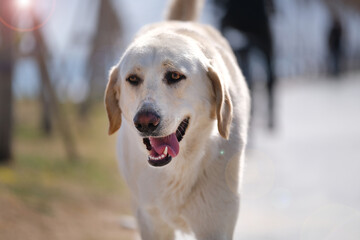 Large white dog walks in the park with his tongue hanging out on a sunny day