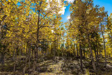 Fall in the boreal forest of Canada with yellow colored trees and blue sky background. Birch, spruce, pine trees. 