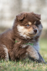 Portrait of a Finnish Lapphund dog and puppy