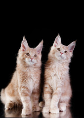 two red Maine Coon Kittens on a black background. cat portrait in photo studio