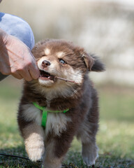 Portrait of a Finnish Lapphund dog and puppy