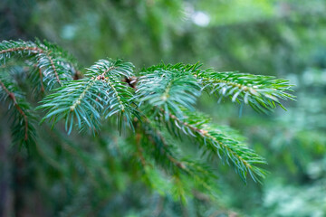 Fichtenzweig . Spruce branch
