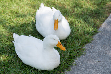 White Ducks in the Park