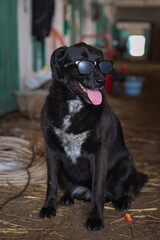 Black beautiful labrador on a farm with glasses.