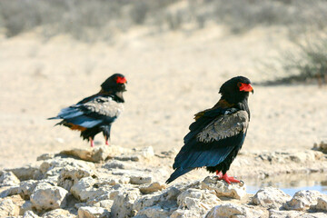 Adult Bateleur Eagle in the Kgalagadi