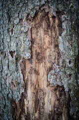 Bark of an old tree in the forest close-up. Textured beautiful abstract surface for wallpapers and backgrounds