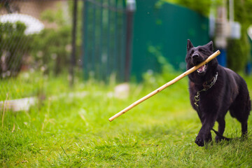 A beautiful black dog of the German Shepherd breed runs with a stick in his teeth along the green...